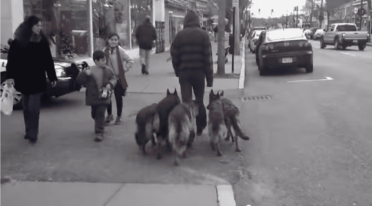 Man Often Walks with a Pack of Dogs WITHOUT leash! Is this the Real ...