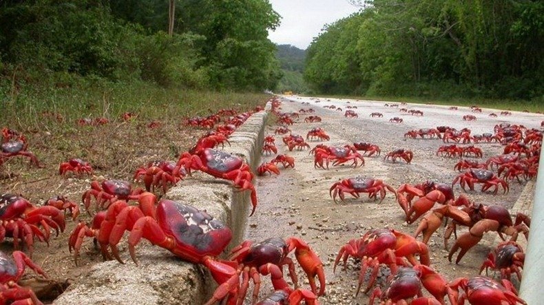 50 Million Red Crabs to Migrate from Land to Sea in Christmas Island