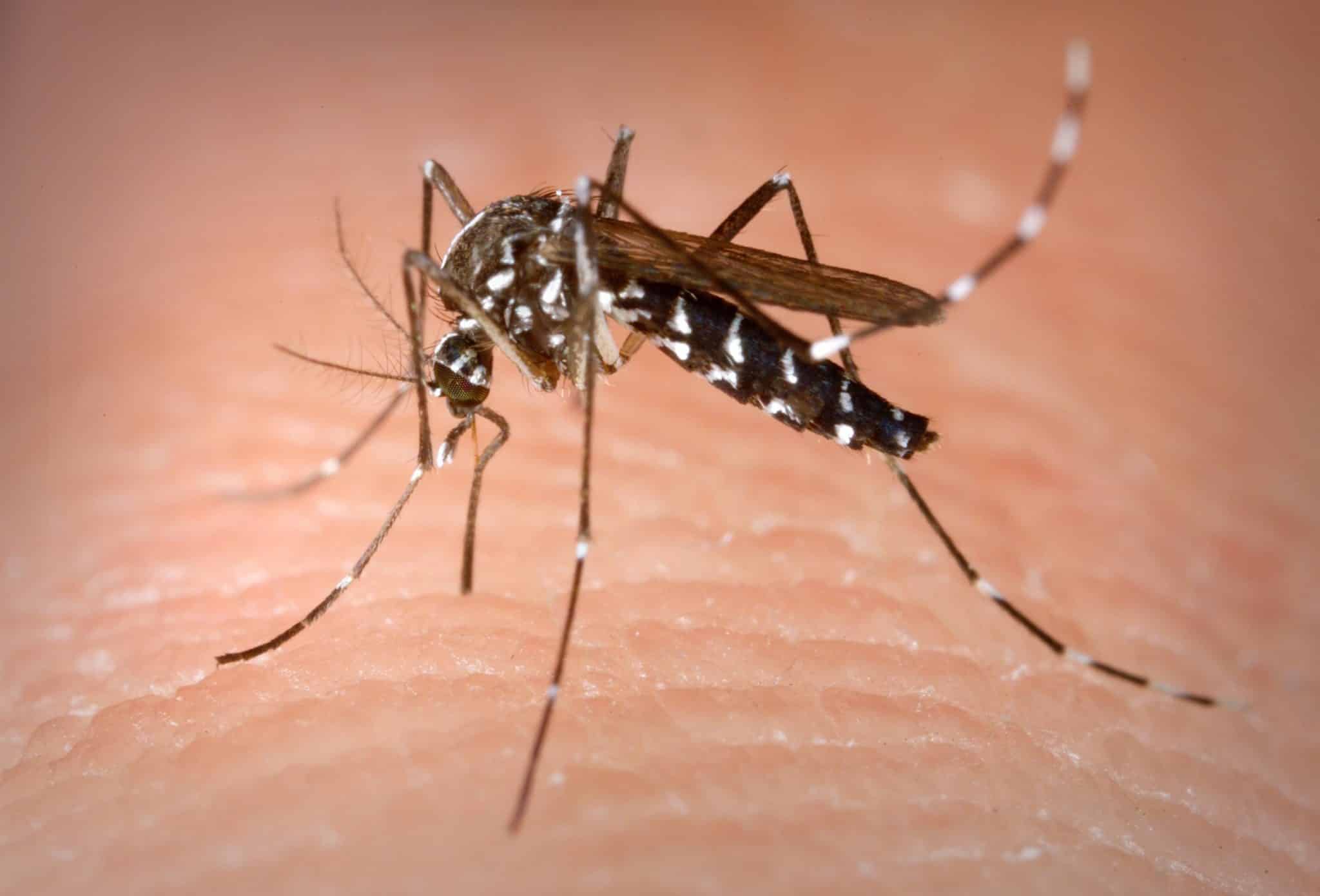 Zika Virus Outbreak: 5 Things You Need To Know About It