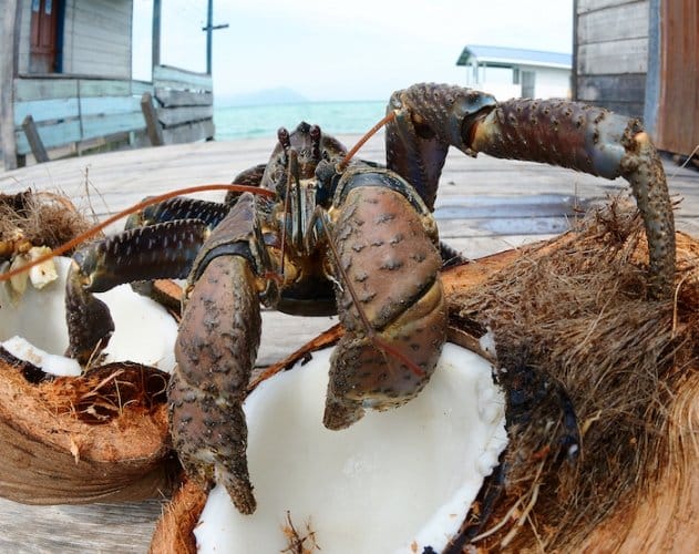 Brave Tourist Picks Up Terrifying 'Monster' Crab - Using His Bare Hands!
