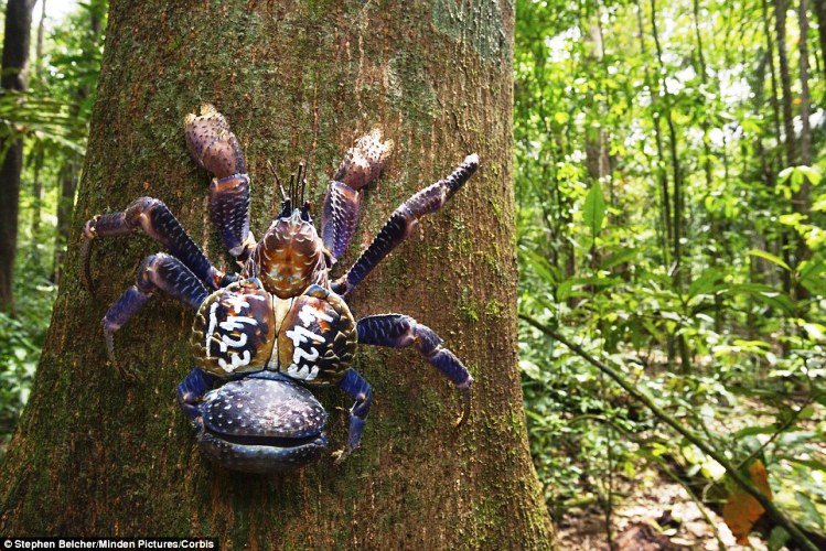 This Terrifying Crab Actually Exists and a Tourist Just Picked It Up With His Bare Hands