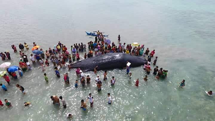 Dead sperm whale in gulf