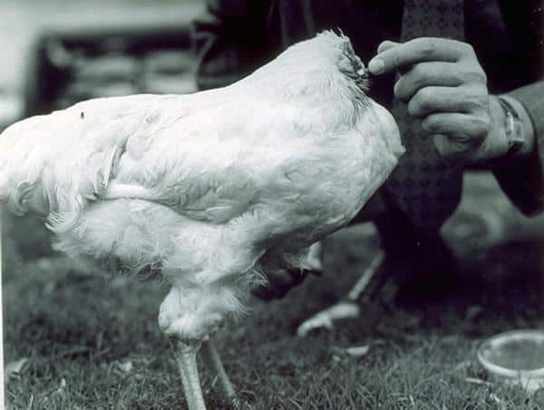 headless-chicken