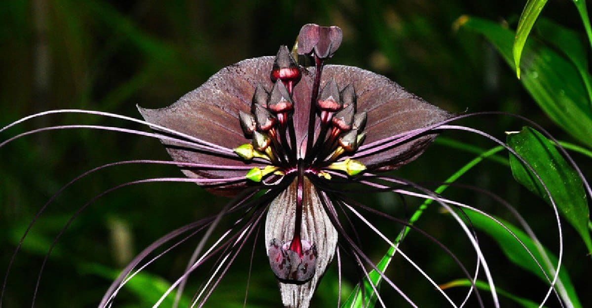 Black-Bat-Flower