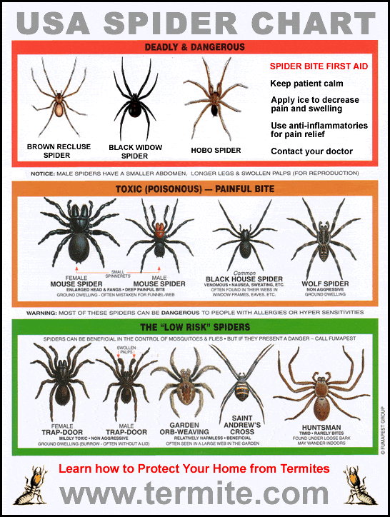 New Zealand Spiders Identification Chart