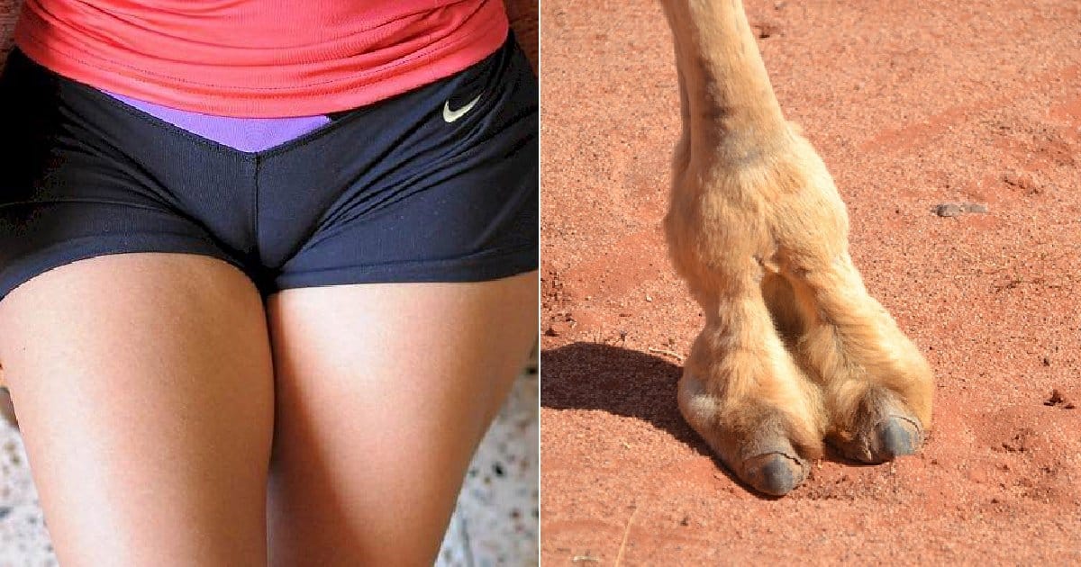 Fake Camel Toe Underwear es el artículo de moda más extraño