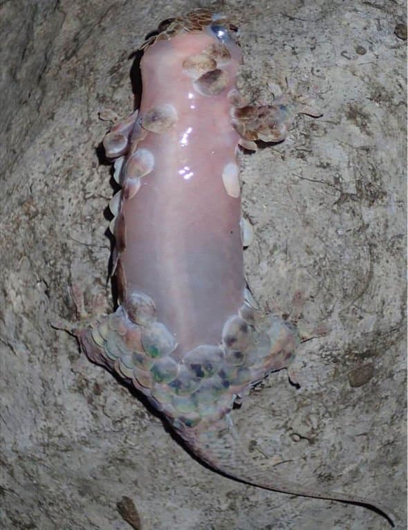 New Species Of Gecko Gets Naked Quickly To Escape - YouTube