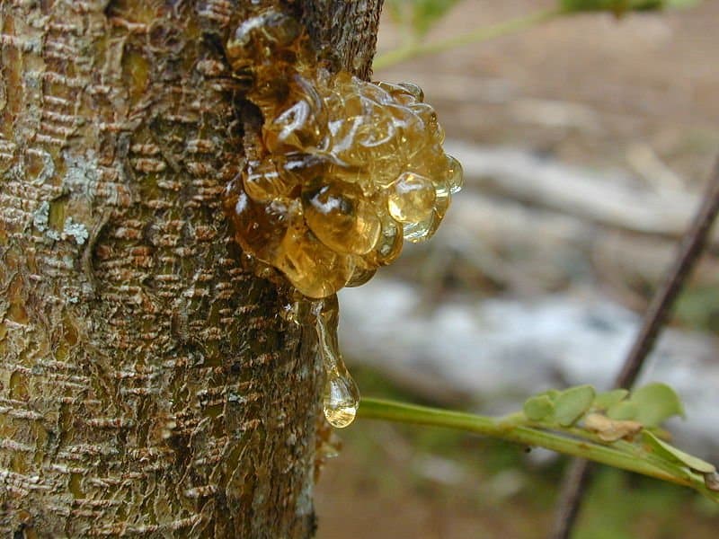 5 Acacia Gum And Dung Served As Birth Control Elite
