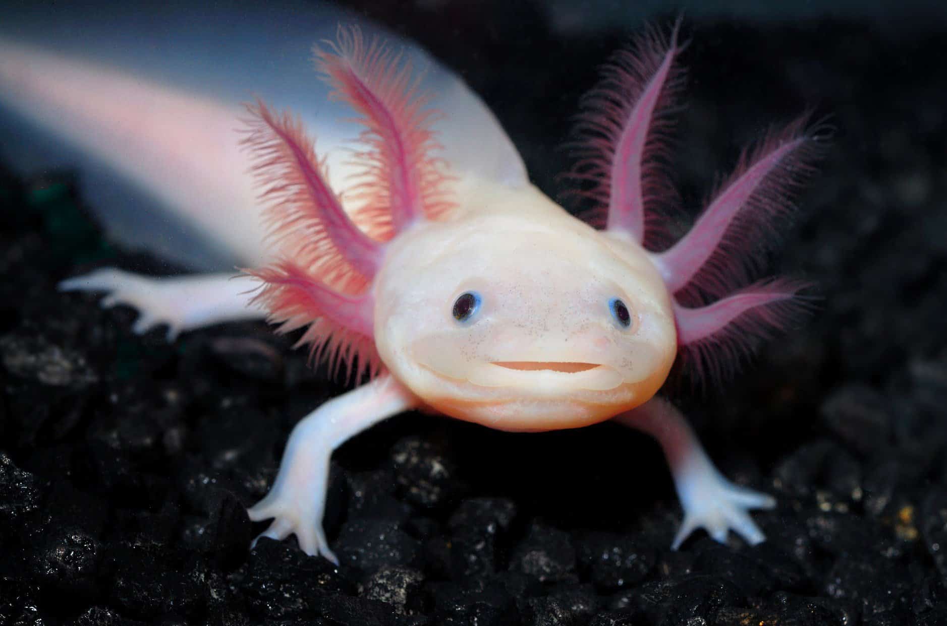 smiling-axolotl-5.jpg