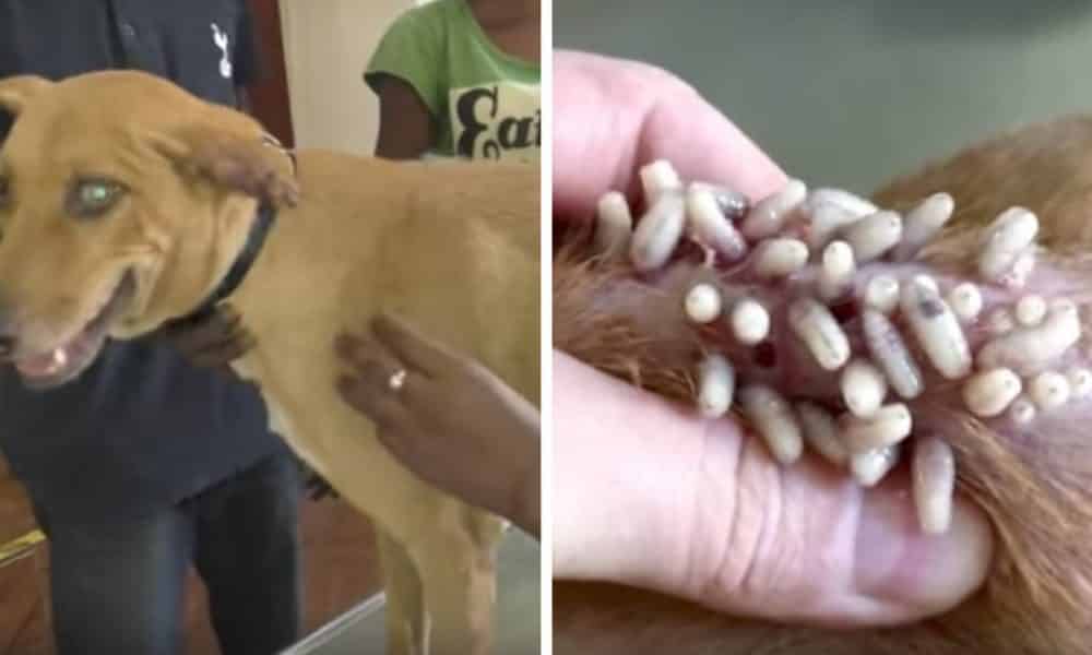 Vet Squeezes Dozens Of Live Maggots From A Dog S Flesh