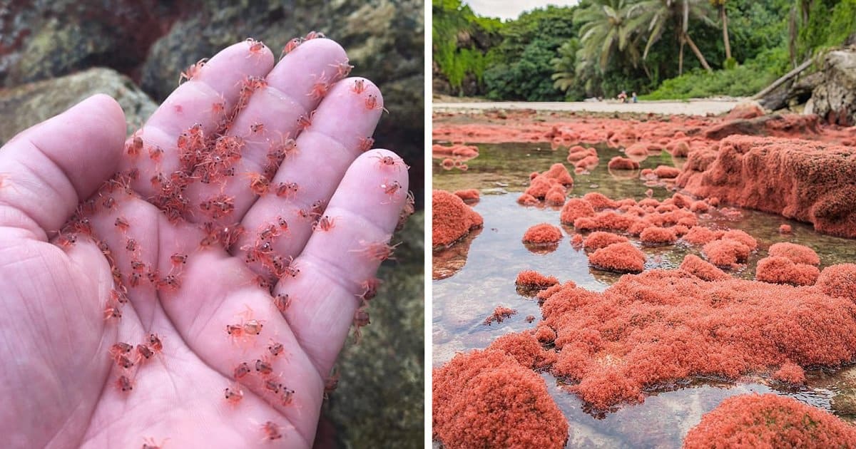 Million of Crabs in Christmas Island Marches Back to the Jungle After Mating Season