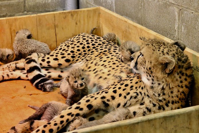 Cheetah in Missouri Gives Birth to Record Number of Cubs