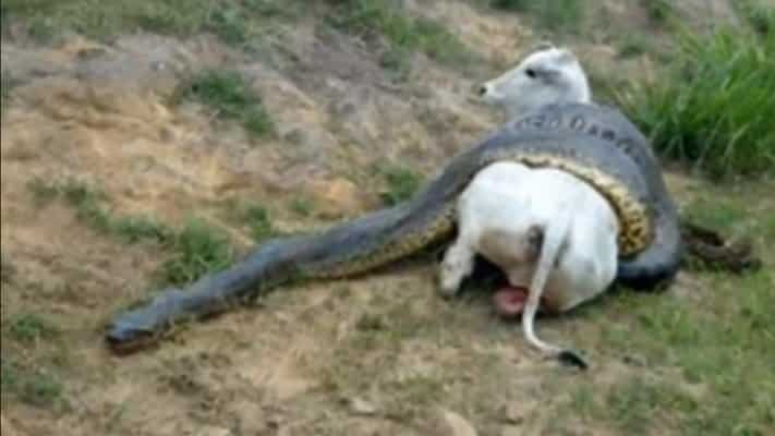 Villagers Save Pregnant Cow From A Hungry Giant Anaconda