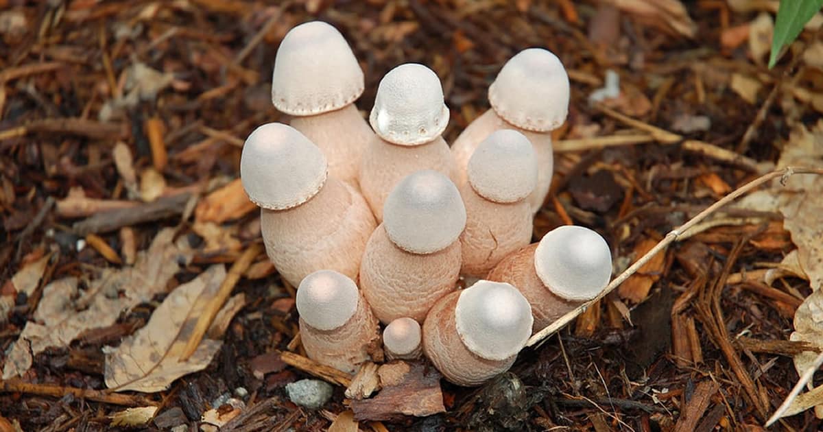 Why Is The Penis Shaped Like A Mushroom According To Science? - Elite Readers