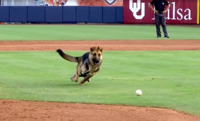Dog Interrupts MLB Baseball Game, Gets Rewarded With A Ball And A ...
