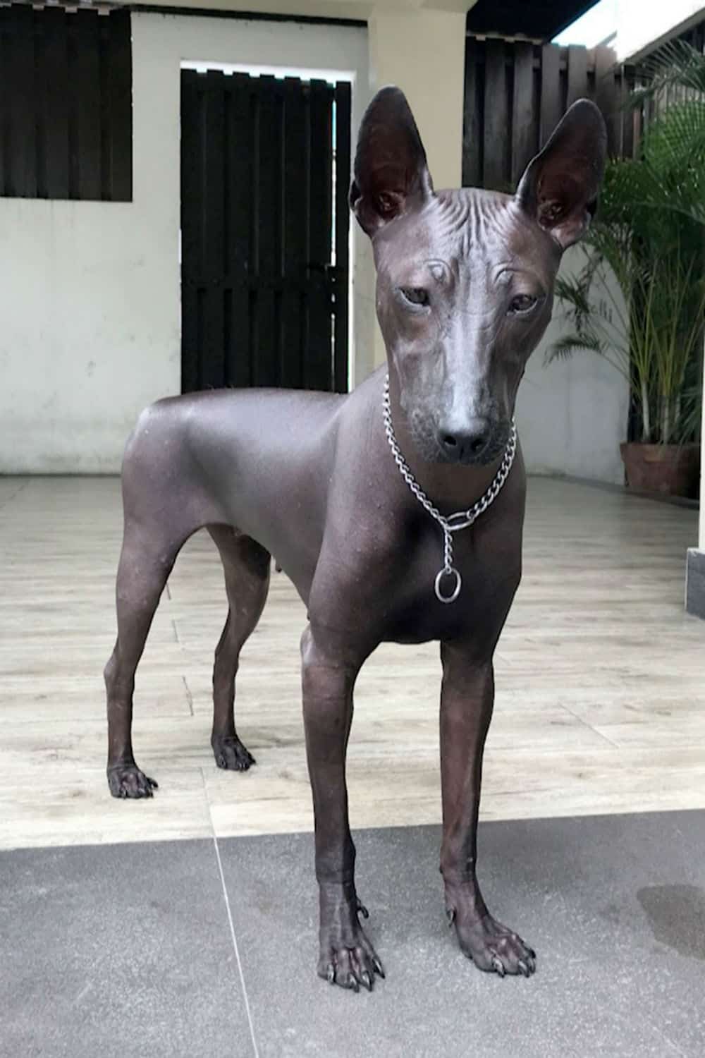 egyptian looking dog