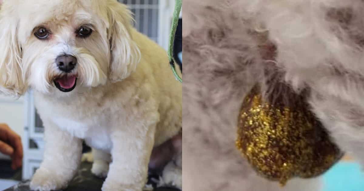 dog with glitter balls