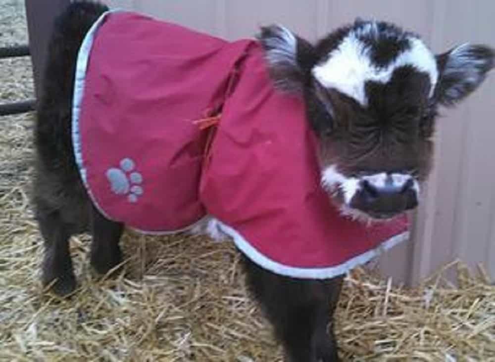 These Lovable Miniature Cows Make Charming Pets