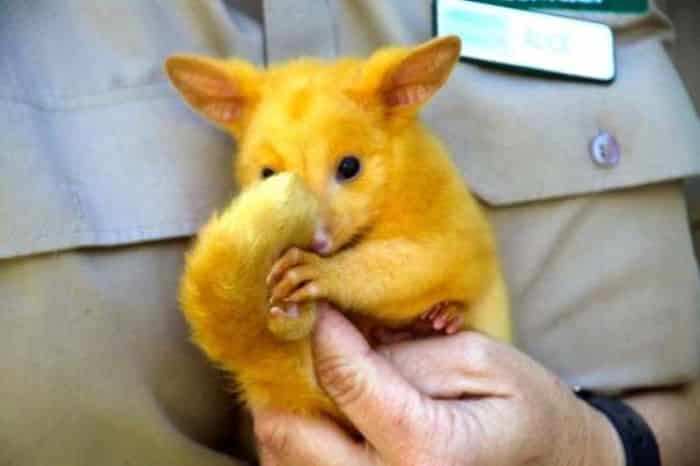 Is That You Pikachu Netizens Can T Stop Adoring Australia S Rare Golden Possum Elite Readers